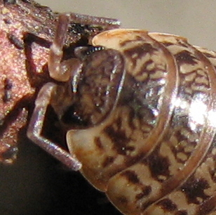 Porcellio spinicornis?